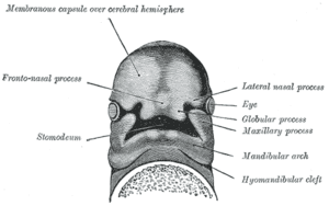 thumbnail of dbpedia resource