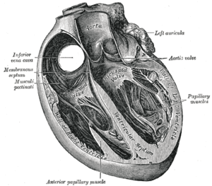 thumbnail of dbpedia resource