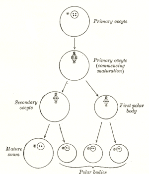 thumbnail of dbpedia resource