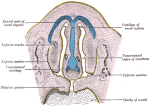 thumbnail of dbpedia resource