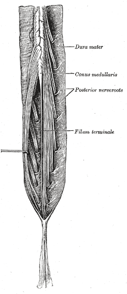 thumbnail of dbpedia resource