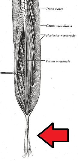 thumbnail of dbpedia resource