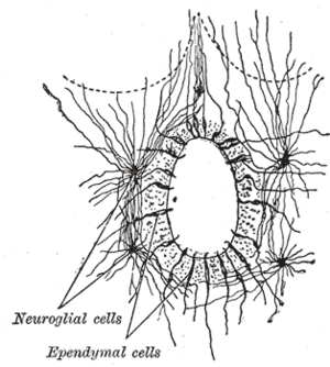 thumbnail of dbpedia resource