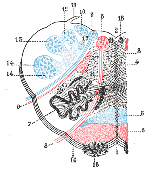 thumbnail of dbpedia resource