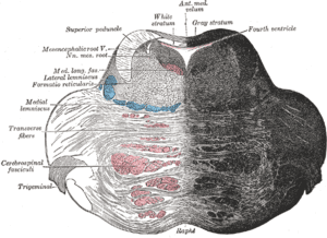 thumbnail of dbpedia resource