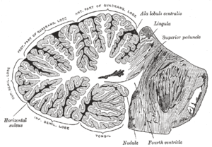 thumbnail of dbpedia resource