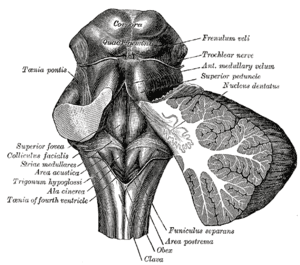 thumbnail of dbpedia resource