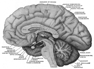 thumbnail of dbpedia resource