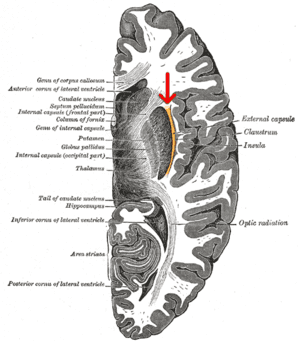 thumbnail of dbpedia resource