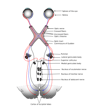 thumbnail of dbpedia resource