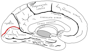 thumbnail of dbpedia resource