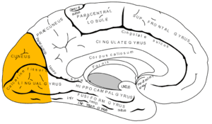 thumbnail of dbpedia resource