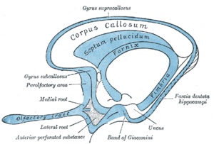 thumbnail of dbpedia resource