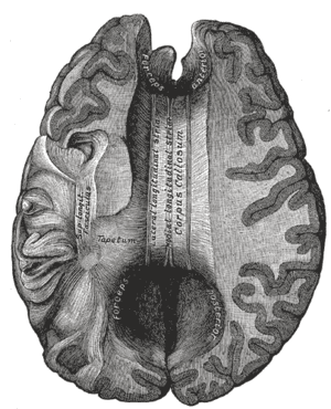 thumbnail of dbpedia resource