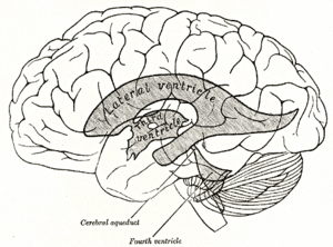 thumbnail of dbpedia resource