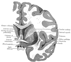 thumbnail of dbpedia resource