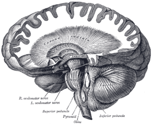 thumbnail of dbpedia resource