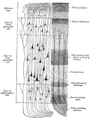 thumbnail of dbpedia resource