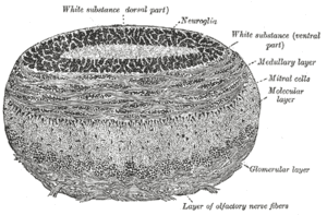 thumbnail of dbpedia resource