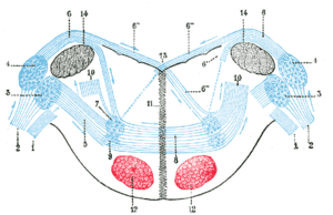 thumbnail of dbpedia resource