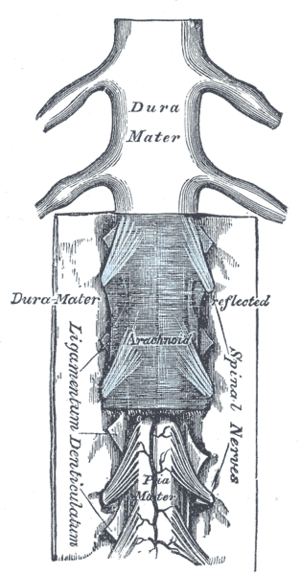 thumbnail of dbpedia resource