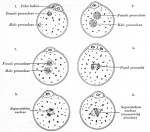 thumbnail of dbpedia resource