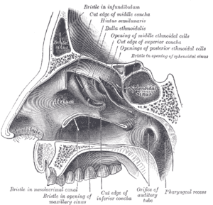 thumbnail of dbpedia resource