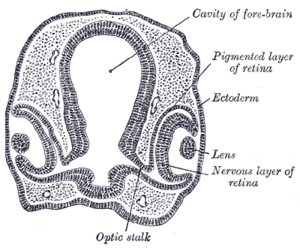 thumbnail of dbpedia resource