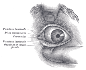 thumbnail of dbpedia resource