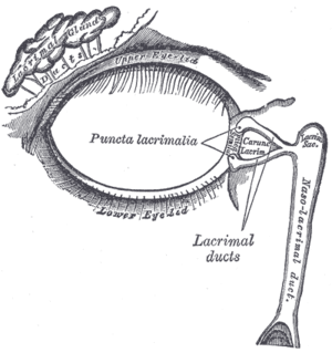 thumbnail of dbpedia resource