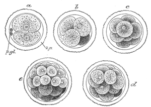 thumbnail of dbpedia resource