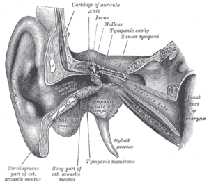 thumbnail of dbpedia resource