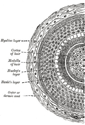 thumbnail of dbpedia resource