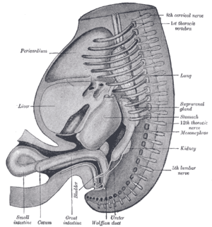 thumbnail of dbpedia resource