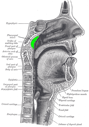 thumbnail of dbpedia resource