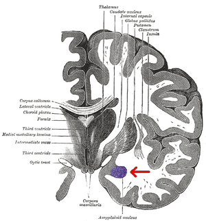 thumbnail of dbpedia resource