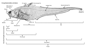 thumbnail of dbpedia resource