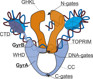 thumbnail of dbpedia resource