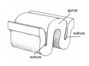 thumbnail of dbpedia resource