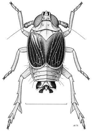 thumbnail of dbpedia resource