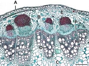 thumbnail of dbpedia resource