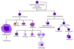 thumbnail of dbpedia resource