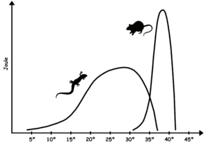 thumbnail of dbpedia resource