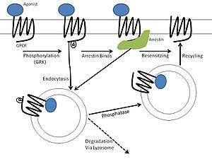 thumbnail of dbpedia resource