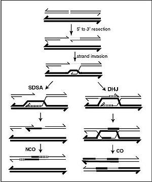 thumbnail of dbpedia resource