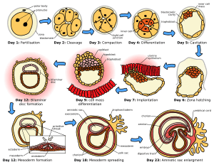 thumbnail of dbpedia resource