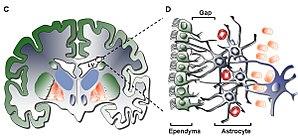 thumbnail of dbpedia resource