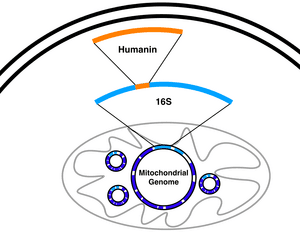 thumbnail of dbpedia resource