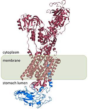 thumbnail of dbpedia resource