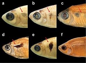 thumbnail of dbpedia resource